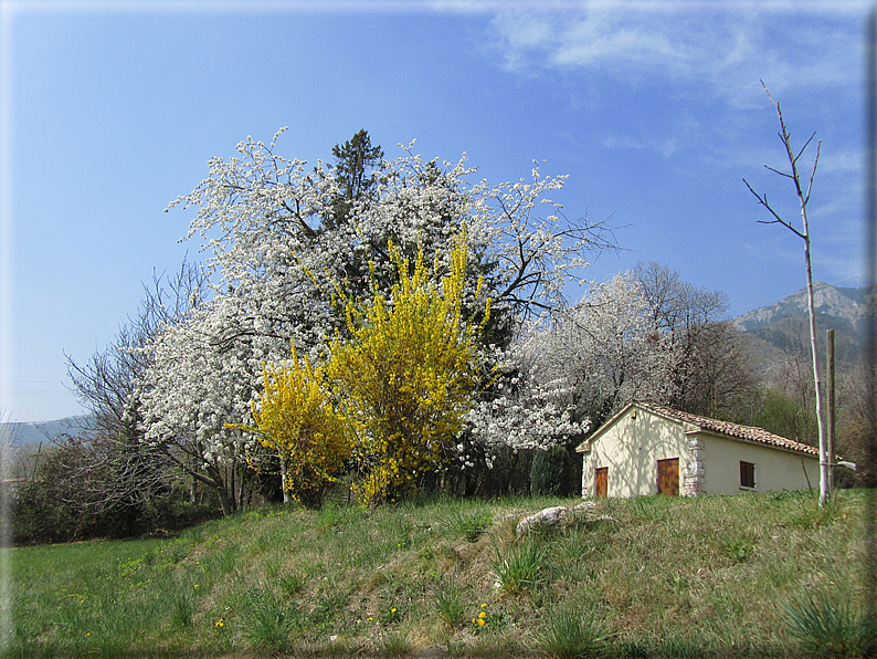 foto Ciliegi in fiore tra i Colli Asolani